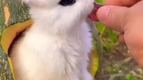 Cute animals video them love him