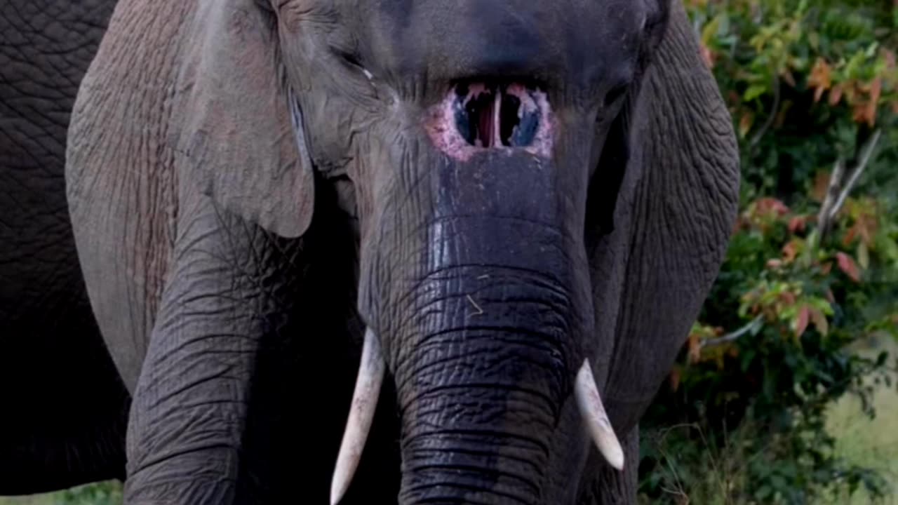 Elephant is in pain because of his wound.