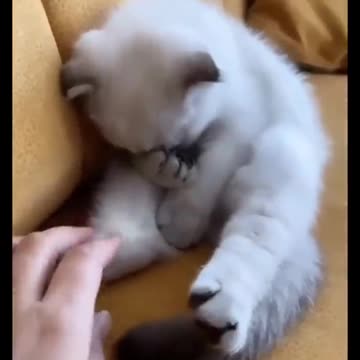 The best fun funny videos pets🐶🐷 TRY NOT TO LAUGH lol135🐕🐰🐾 #short