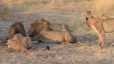 LIONS VS HYENAS - Clash of Enemies