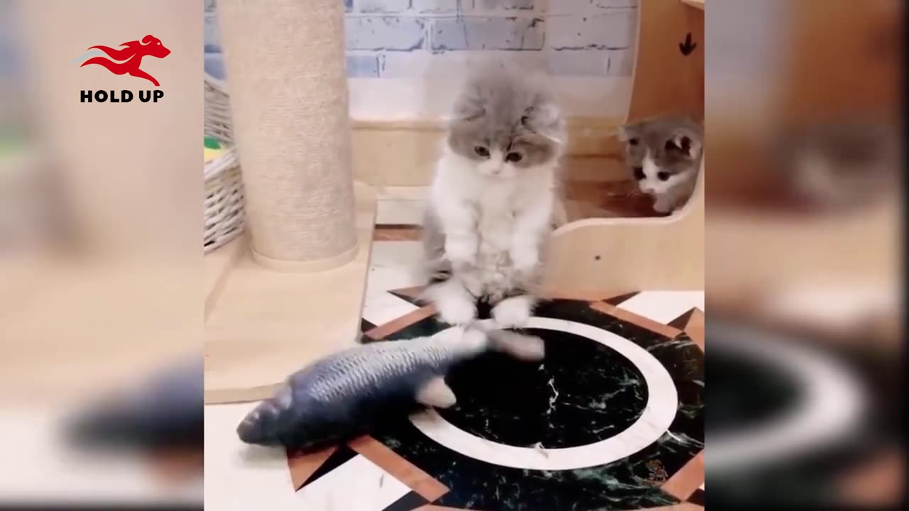 Funniest Cat Videos Ever! (Try not to laugh) 😺