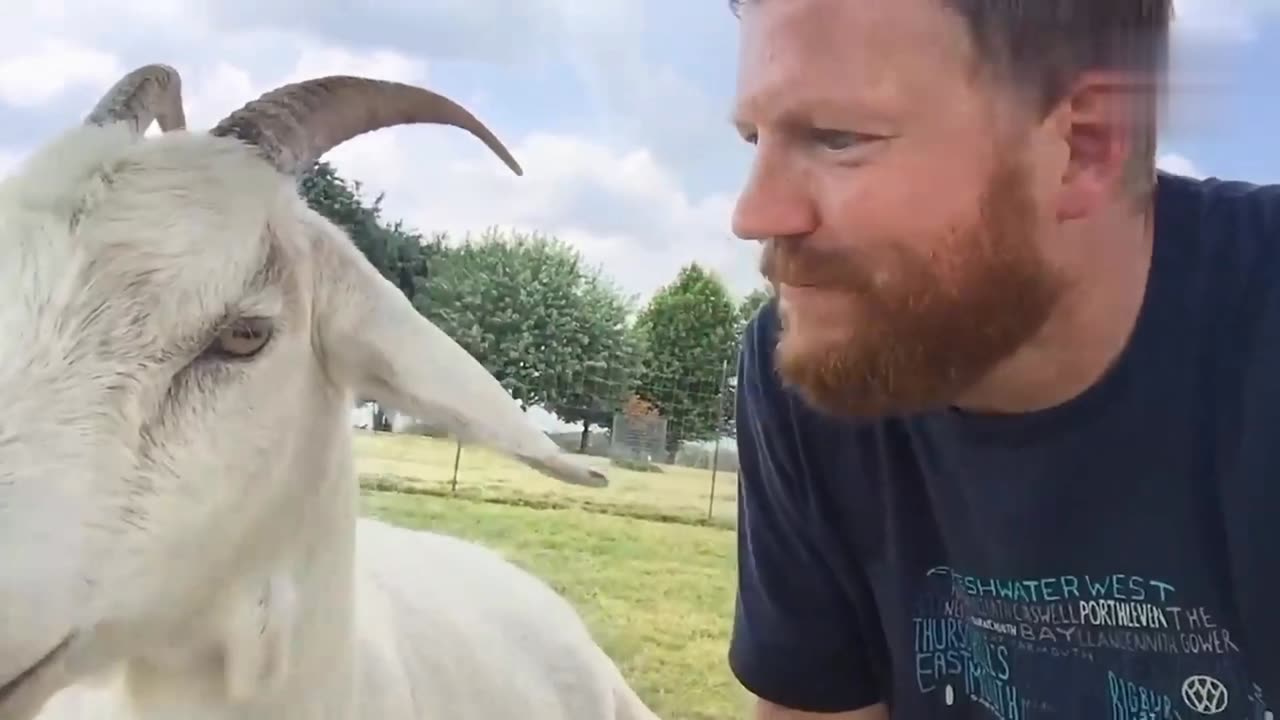 "Barnyard Shenanigans: Playtime with Adorable Goat and Pig! 🐐🐷"