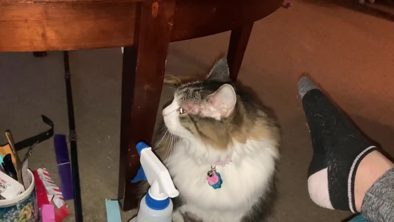 Happy new years from Missie