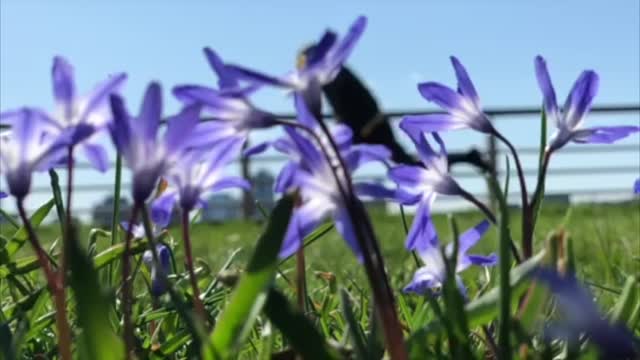 Slow&motion Flower