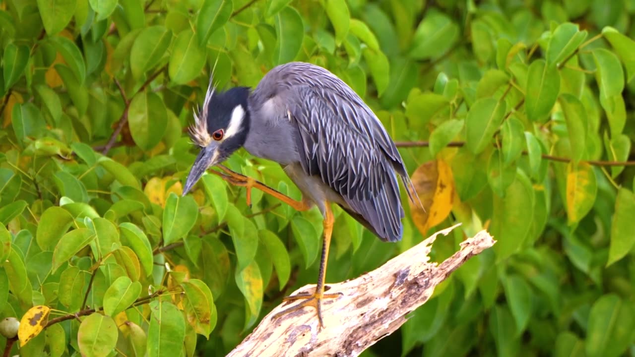 THE Worlds of ANIMALS 8K ULTRA HD