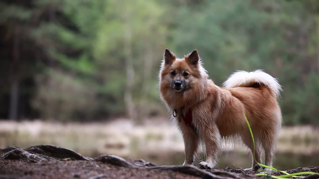 The countryside is the best side - Funny Dog