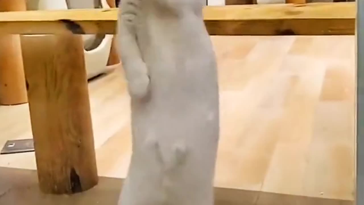 #cat#cat