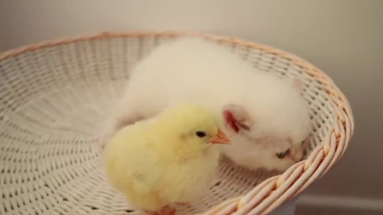 Very beutifull video