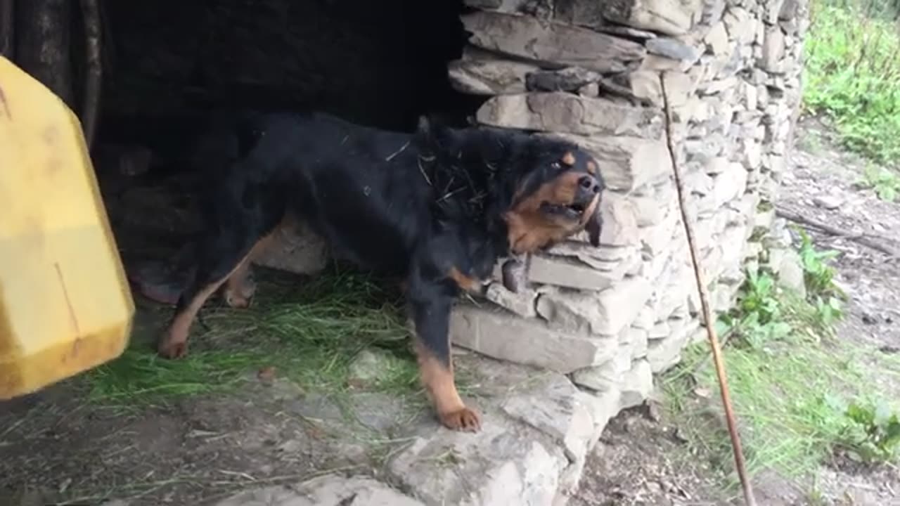 Dog barking wow wow wow