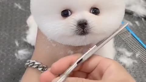 A dog that blows bubbles with its nose is adorable