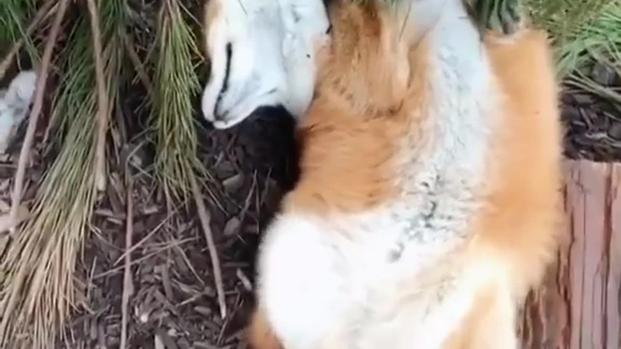 foxy thing