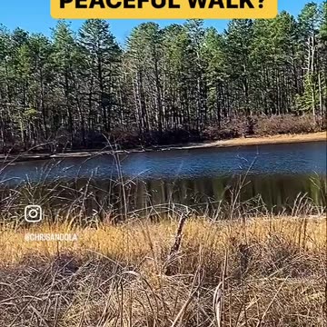 GORGEOUS PINE TREE WALK
