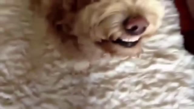 Funny Dog Faces TRY NOT TO LAUGH 😂 _crying laughing