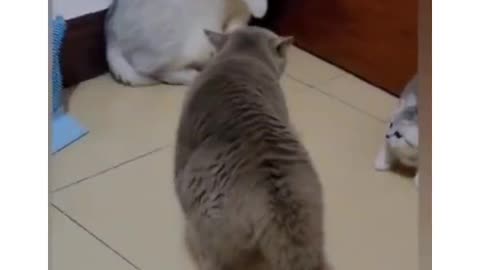 Funny animal|funny animals video|try not to laugh #cute & #funny - #cat - #video - #shorts