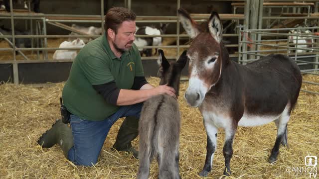 Raspberry's miniature donkey foal - Cannon Hall Farm