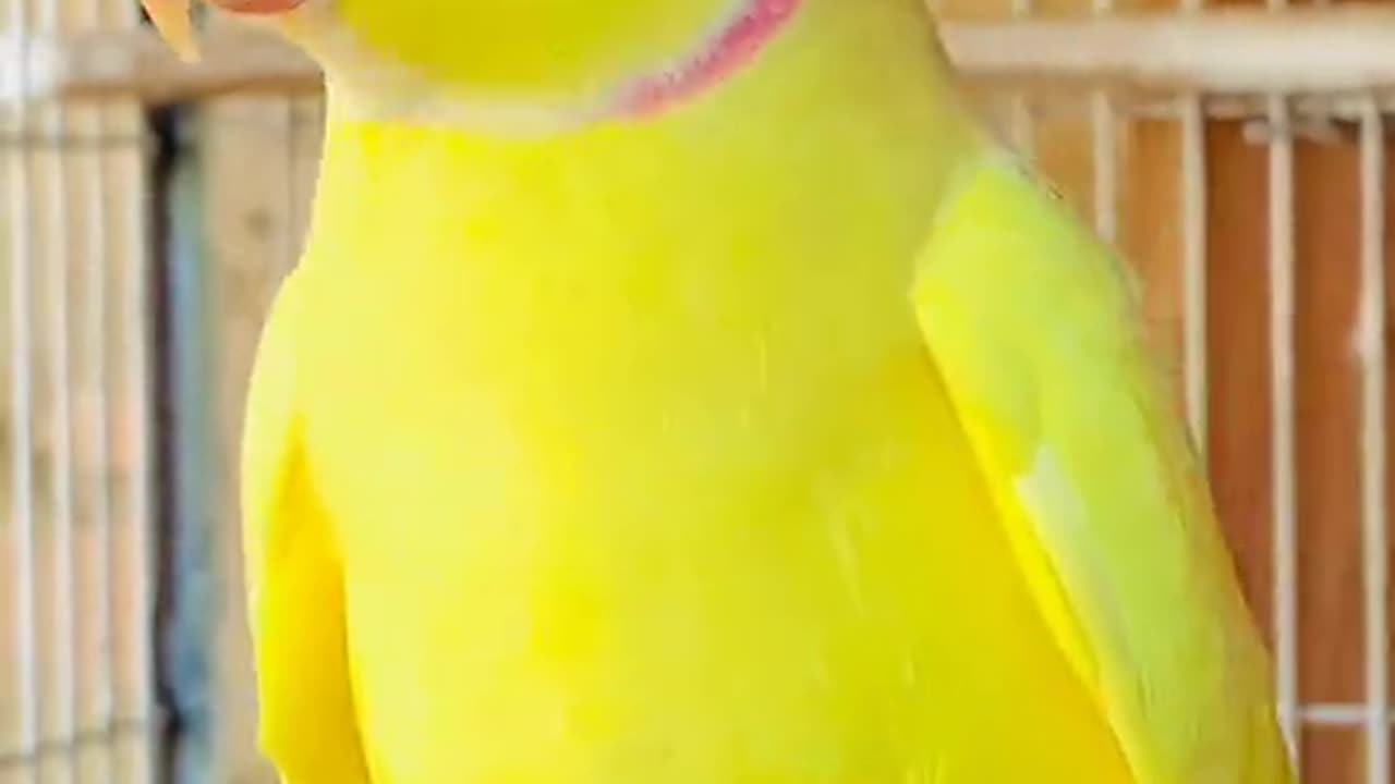 Parrot talking long parrot storyParrot talking long parrot story