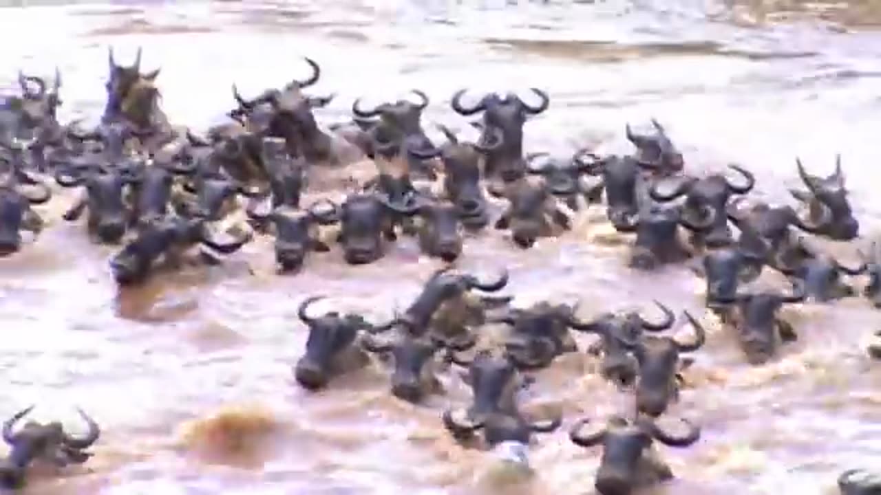 Astounding Film OF WILDEBEEST CROSSING THE MARA Stream