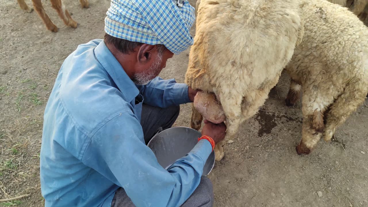 Goat Milking Video In Village