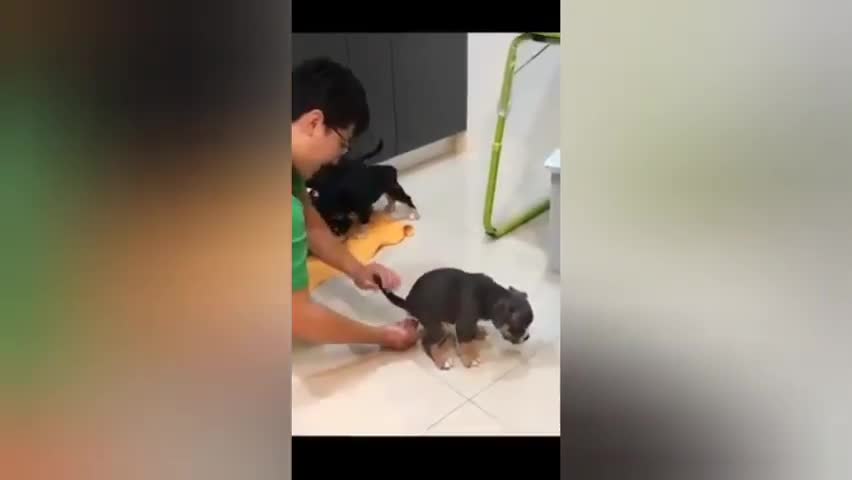 cute dog collection, Funny, smart dog , Walk on two legs, lover #rumble