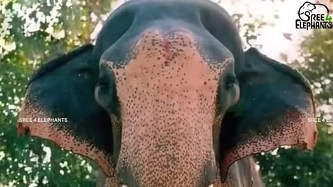 ചരിത്രമെഴുതിയ ബാലനാരായണൻ.പതിനൊന്ന് അടിയുടെ ഉയരപ്പെരുമ