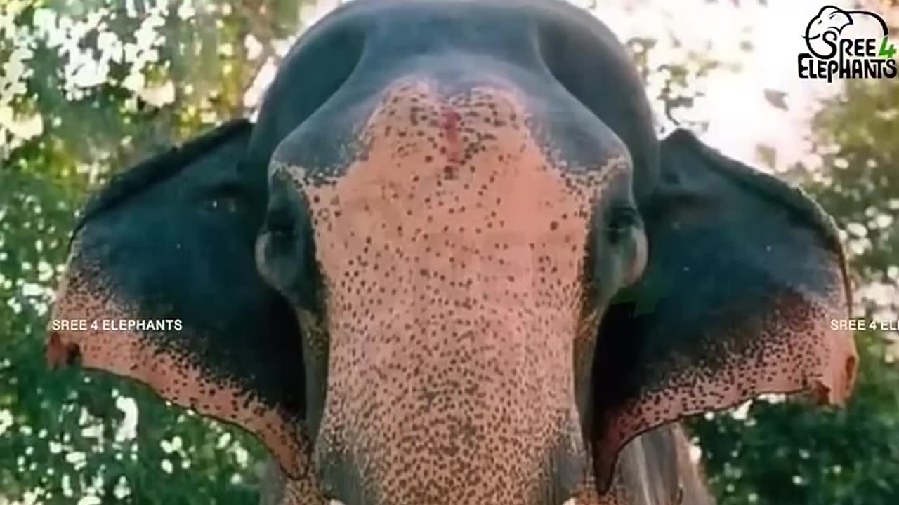 ചരിത്രമെഴുതിയ ബാലനാരായണൻ.പതിനൊന്ന് അടിയുടെ ഉയരപ്പെരുമ