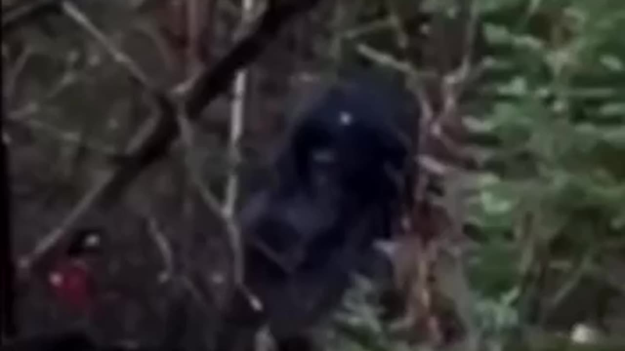 sasquatch.mp4 | Bigfoot Sighting on tape breaking trees - humanoid caveman cryptid Creepy Paranormal