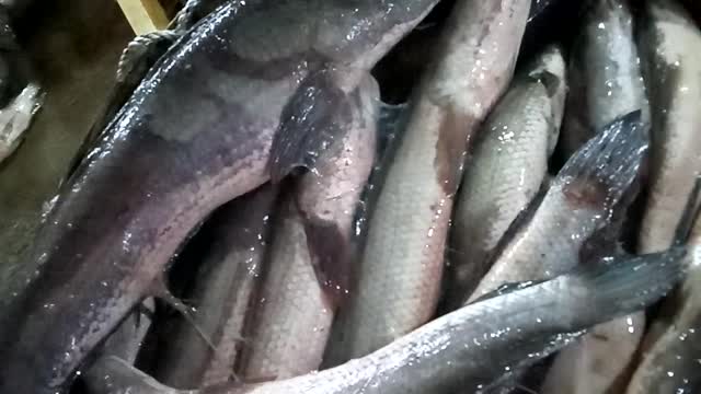 Ikan kutuk jumbo