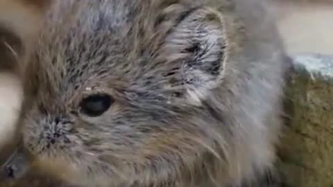 Extremely cute Elephant Shrew