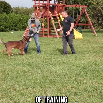 Impulse Control With Patty Mayo’s Belgian Malinois