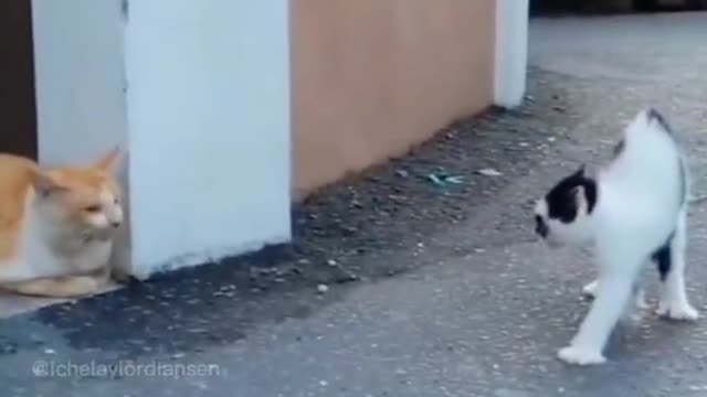 Wow,pirate cat