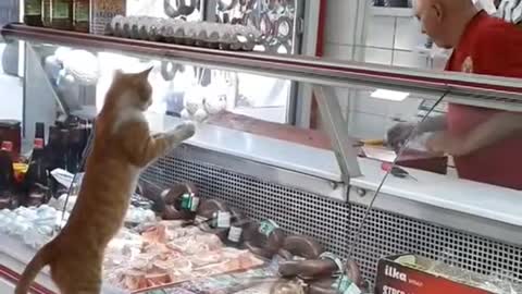 cat at the butcher