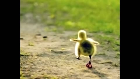Running Duck Ft Oey