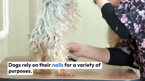 The Dangers of Overgrown Nails in Dog