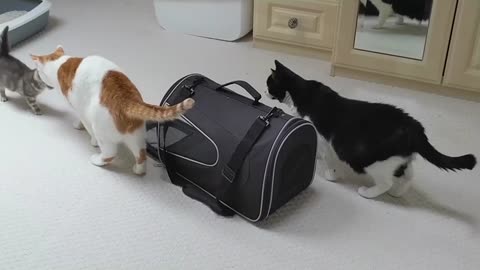 Introducing New Kitten To Adult Cats