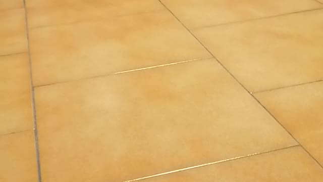 play fetch with my kitten
