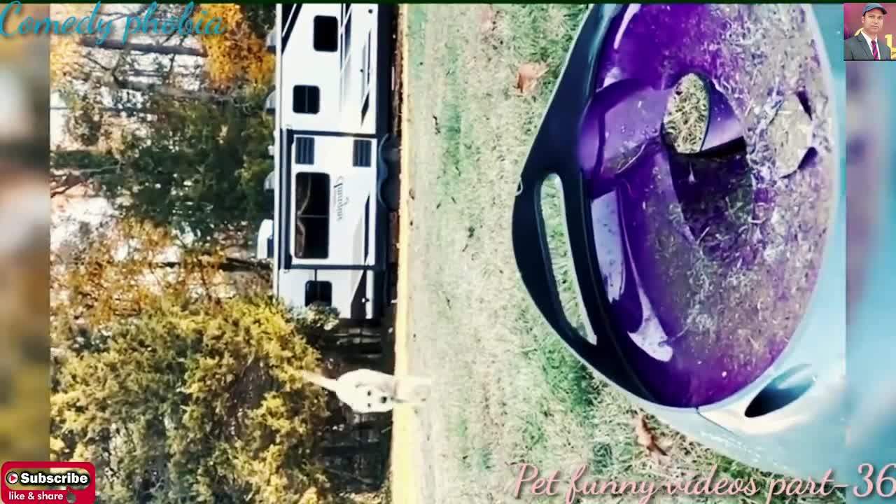 fun pets