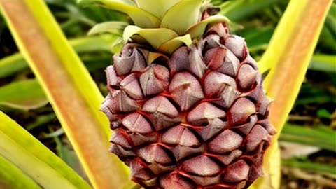 SYNTHETIC FRUIT