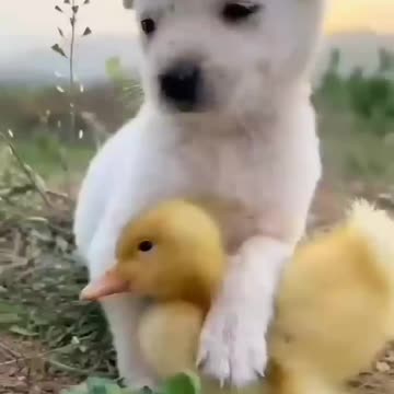 🐶Puppy cuite dog🐕