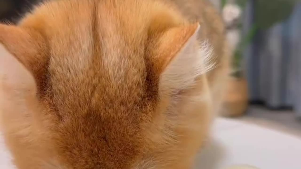 Cat Cuisine ASMR: The Tingles of Kitty's Mealtime