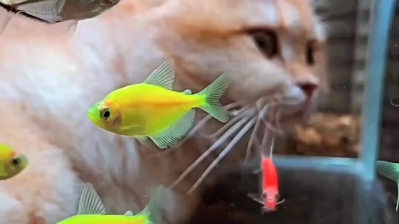 Curious Cat Explores Underwater Tunnel Aquarium