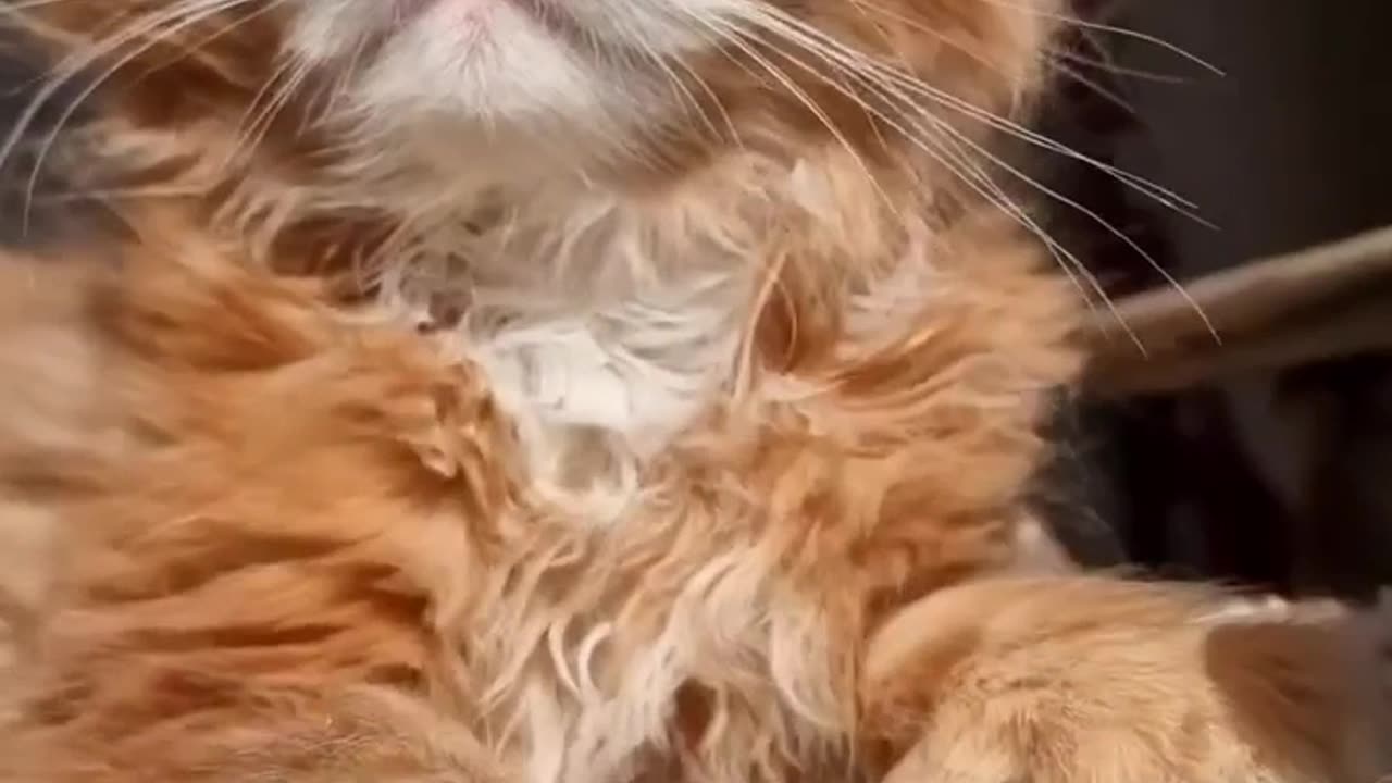 Proof Cats are EVIL!!!