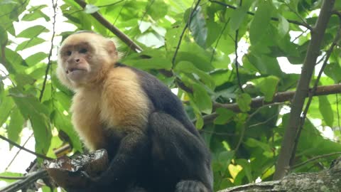 Monkey eating from a coconut