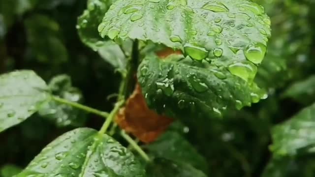 Nature is most thing in life