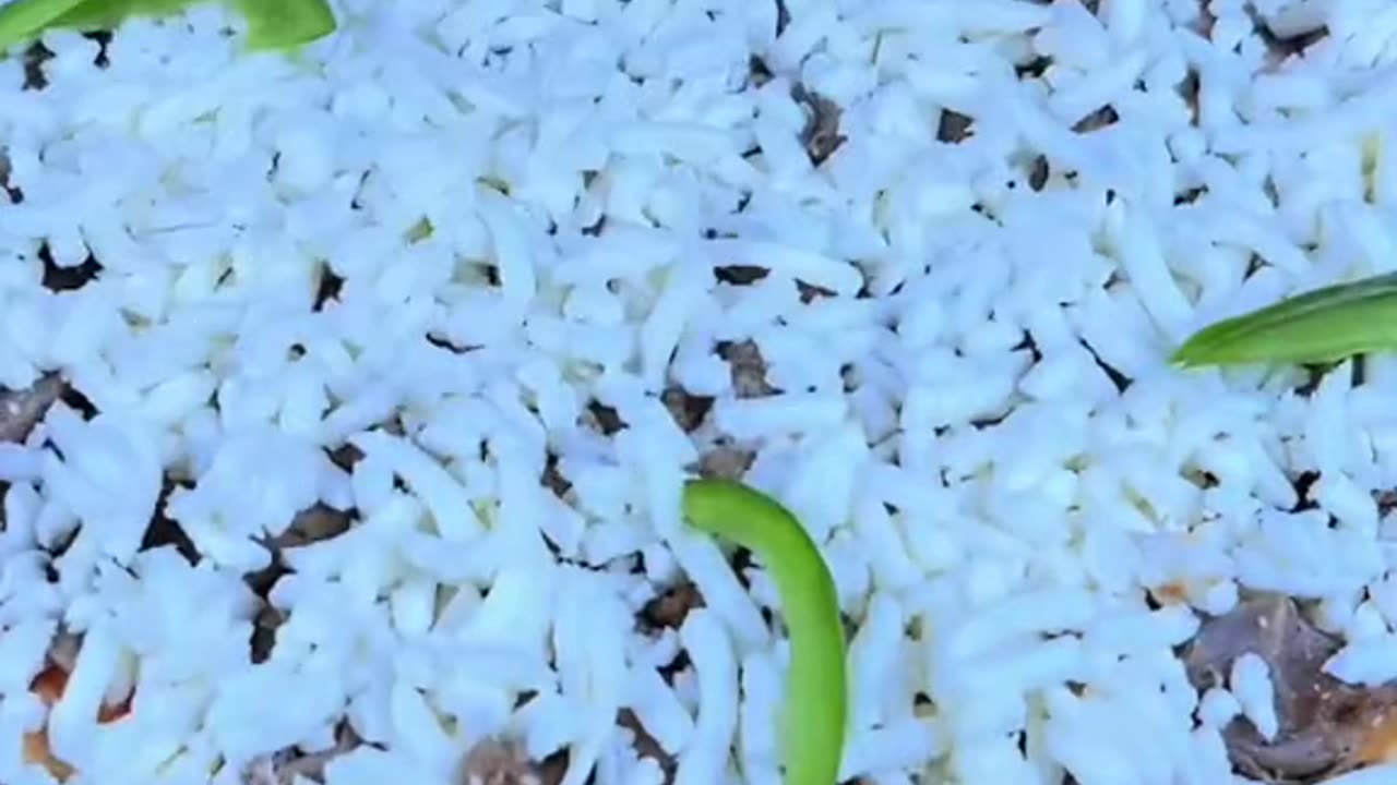 بيتزا بالحليب