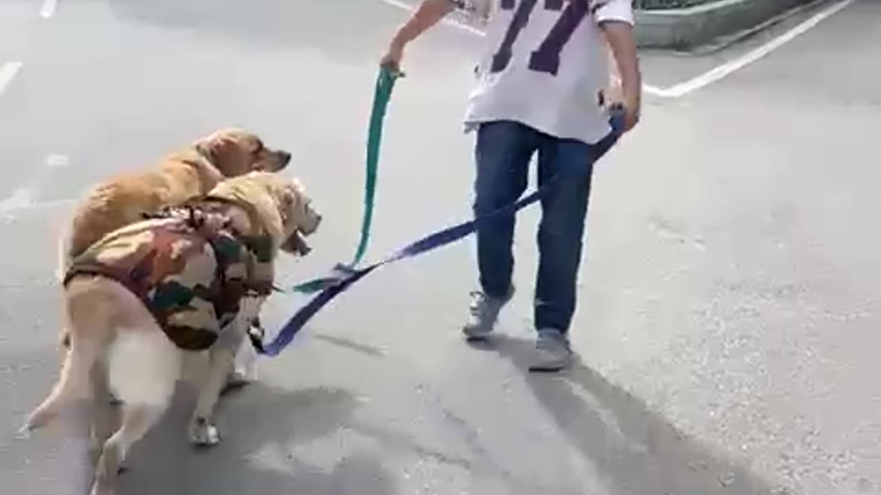 So beautiful ❤️ moment 😻 Labrador dog 🐶