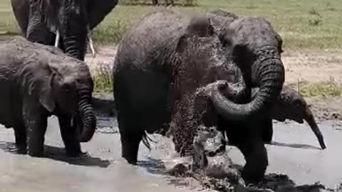 Elephants