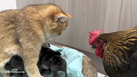 Cat /hen beautiful moments