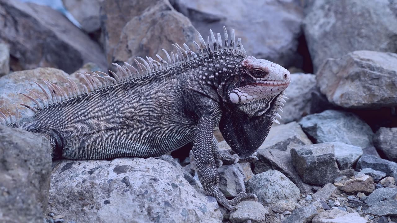 An Iguana Resting On Rocks ( 4k )