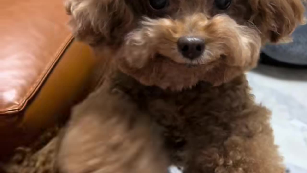 #dogs #poddle