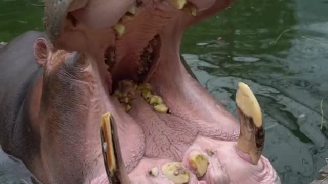 Big mouth hippo